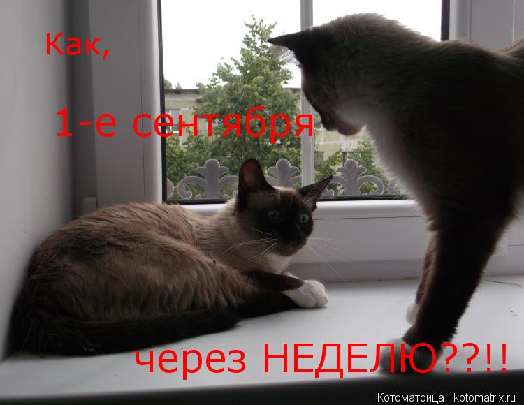 Как, 1-е сентября через НЕДЕЛЮ??!!... Котоматрица: Как, 1-е сентября через НЕДЕЛЮ??!!