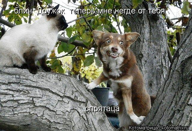 блин Дружок теперь мне негде от тебя спрятаца... Котоматрица: блин Дружок теперь мне негде от тебя спрятаца