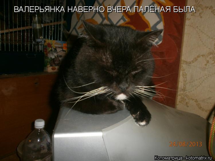 ВАЛЕРЬЯНКА НАВЕРНО ВЧЕРА ПАЛЁНАЯ БЫЛА... Котоматрица: ВАЛЕРЬЯНКА НАВЕРНО ВЧЕРА ПАЛЁНАЯ БЫЛА