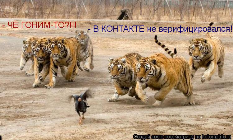 - ЧЁ ГОНИМ-ТО?!!! - В КОНТАКТЕ не верифицировался!... Котоматрица: - ЧЁ ГОНИМ-ТО?!!! - В КОНТАКТЕ не верифицировался!