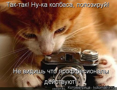 Так-так! Ну-ка колбаса, попозируй! НЕ видишь что ли что проффесионалы действуют Не видишь что проффес... Котоматрица: Так-так! Ну-ка колбаса, попозируй! НЕ видишь что ли что проффесионалы действуют Не видишь что проффесионалы действуют!