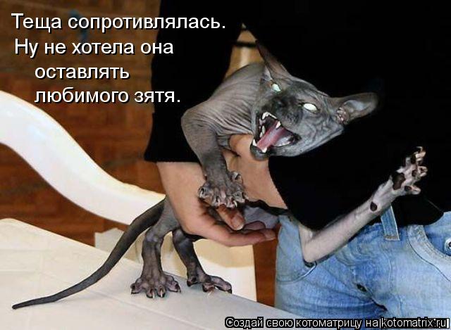 Теща сопротивлялась. Ну не хотела она оставлять любимого зятя.... Котоматрица: Теща сопротивлялась. Ну не хотела она оставлять любимого зятя.