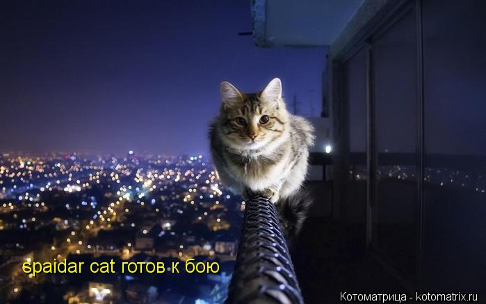 spaidar cat готов к бою... Котоматрица: spaidar cat готов к бою