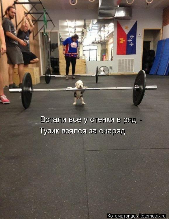 Встали все у стенки в ряд - Тузик взялся за снаряд... Котоматрица: Встали все у стенки в ряд - Тузик взялся за снаряд