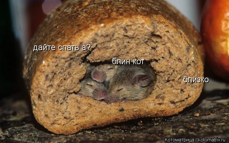дайте спать а? блин кот близко... Котоматрица: дайте спать а? блин кот близко