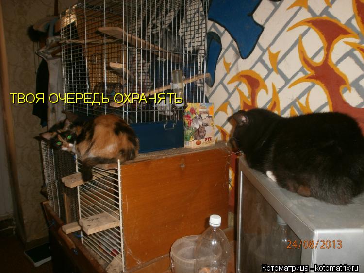 ТВОЯ ОЧЕРЕДЬ ОХРАНЯТЬ... Котоматрица: ТВОЯ ОЧЕРЕДЬ ОХРАНЯТЬ