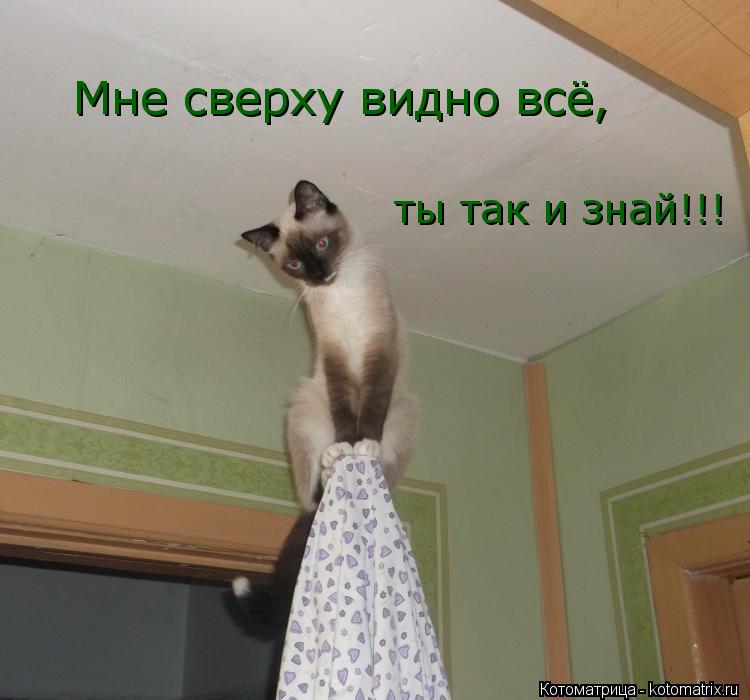 Мне сверху видно всё, ты так и знай!!!... Котоматрица: Мне сверху видно всё, ты так и знай!!!