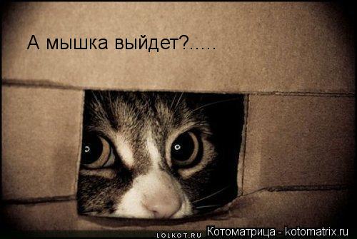 А мышка выйдет?........ Котоматрица: А мышка выйдет?.....