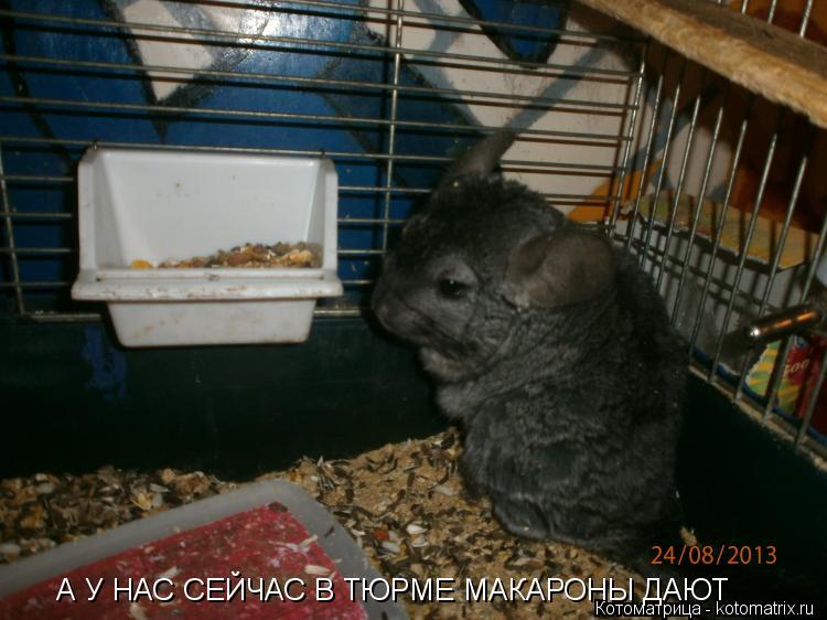 А У НАС СЕЙЧАС В ТЮРМЕ МАКАРОНЫ ДАЮТ... Котоматрица: А У НАС СЕЙЧАС В ТЮРМЕ МАКАРОНЫ ДАЮТ