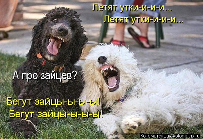 Летят утки-и-и-и... Летят утки-и-и-и... А про зайцев? Бегут зайцы-ы-ы-ы! Бегут зайцы-ы-ы-ы!... Котоматрица: Летят утки-и-и-и... Летят утки-и-и-и... А про зайцев? Бегут зайцы-ы-ы-ы! Бегут зайцы-ы-ы-ы!
