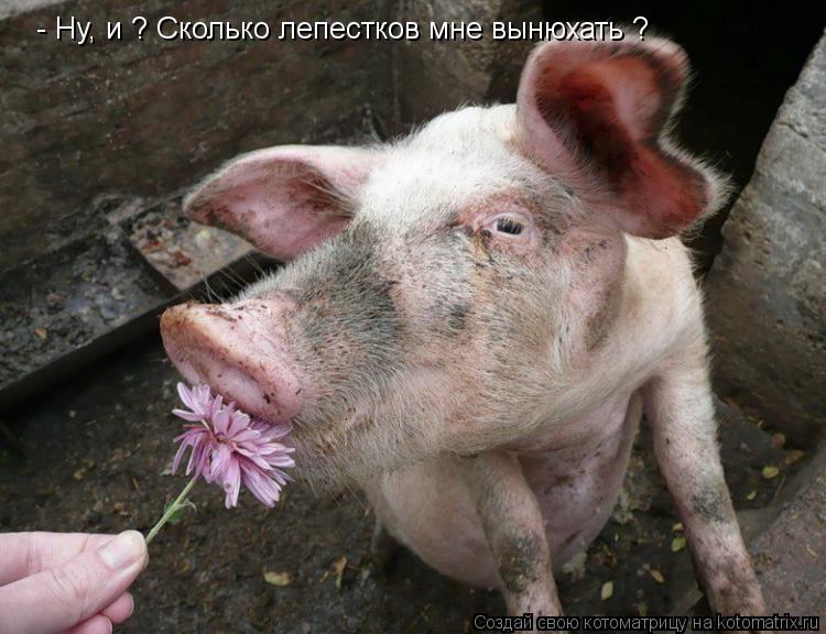 - Ну, и ? Сколько лепестков мне вынюхать ?... Котоматрица: - Ну, и ? Сколько лепестков мне вынюхать ?
