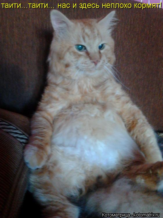таити...таити... нас и здесь неплохо кормят!... Котоматрица: таити...таити... нас и здесь неплохо кормят!