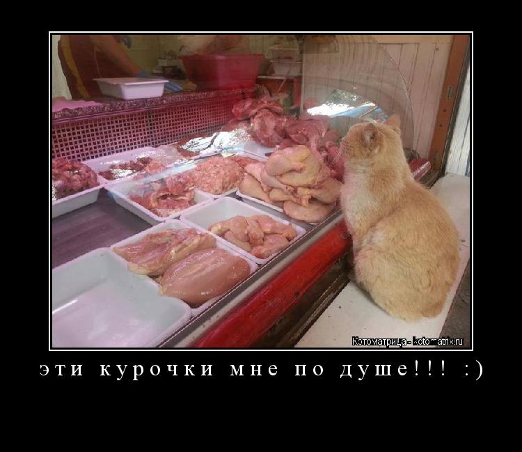 эти курочки мне по душе!!! :) ... Котоматрица: эти курочки мне по душе!!! :)