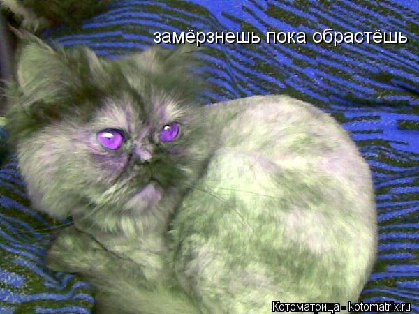 замёрзнешь пока обрастёшь... Котоматрица: замёрзнешь пока обрастёшь
