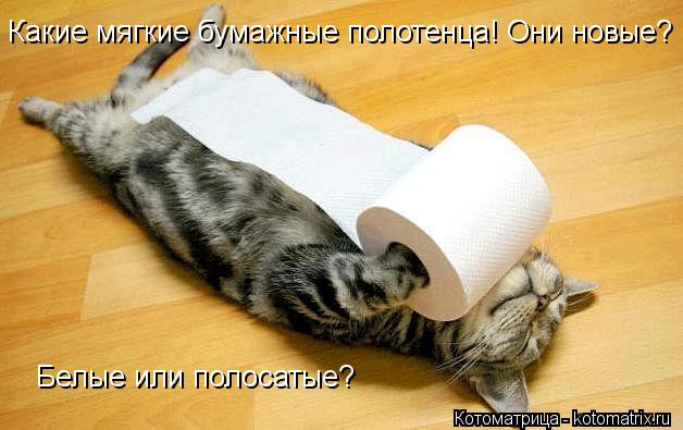 Какие мягкие бумажные полотенца! Они новые? Белые или полосатые?... Котоматрица: Какие мягкие бумажные полотенца! Они новые? Белые или полосатые?