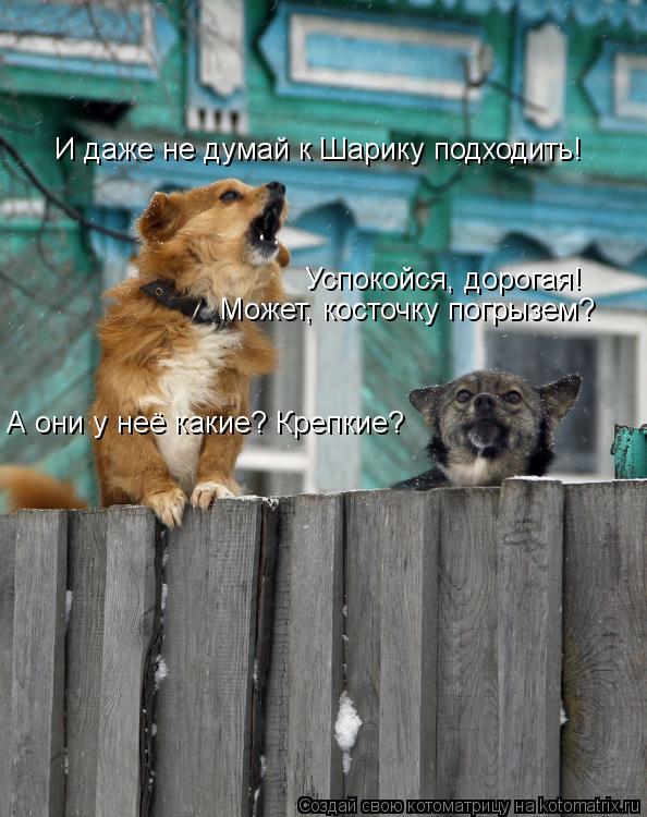И даже не думай к Шарику подходить! Успокойся, дорогая! Может, косточку погрызем? А они у неё какие?... Котоматрица: И даже не думай к Шарику подходить! Успокойся, дорогая! Может, косточку погрызем? А они у неё какие? Крепкие?