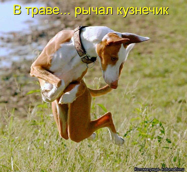 В траве... рычал кузнечик... Котоматрица: В траве... рычал кузнечик