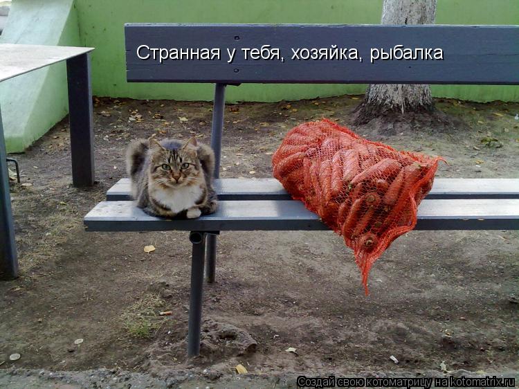 Странная у тебя, хозяйка, рыбалка... Котоматрица: Странная у тебя, хозяйка, рыбалка