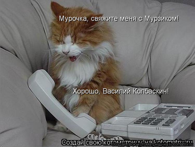 Мурочка, свяжите меня с Мурзиком! Хорошо, Василий Колбаскин!... Котоматрица: Мурочка, свяжите меня с Мурзиком! Хорошо, Василий Колбаскин!