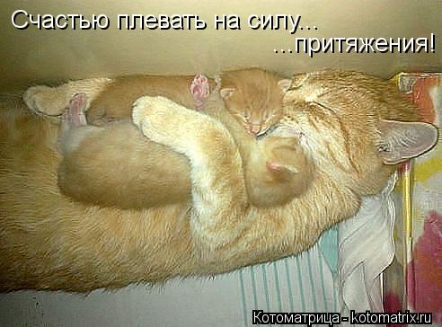 Счастью плевать на силу... ...притяжения!... Котоматрица: Счастью плевать на силу... ...притяжения!
