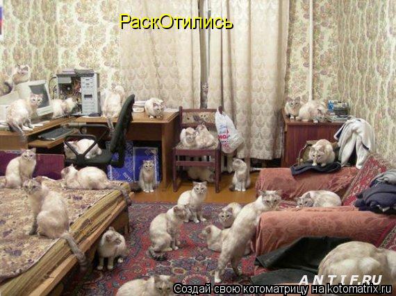 РаскОтились... Котоматрица: РаскОтились