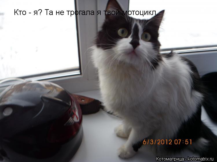Кто - я? Та не трогала я твой мотоцикл.... Котоматрица: Кто - я? Та не трогала я твой мотоцикл.