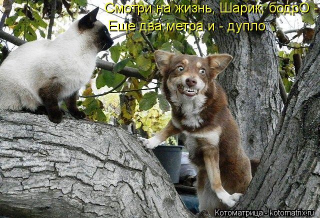 Смотри на жизнь, Шарик, бодрО - Еще два метра и - дупло... Котоматрица: Смотри на жизнь, Шарик, бодрО - Еще два метра и - дупло