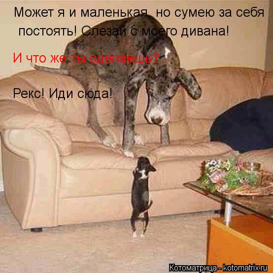 Может я и маленькая, но сумею за себя постоять! Слезай с моего дивана! И что же ты сделаешь? Рекс! Ид... Котоматрица: Может я и маленькая, но сумею за себя постоять! Слезай с моего дивана! И что же ты сделаешь? Рекс! Иди сюда!
