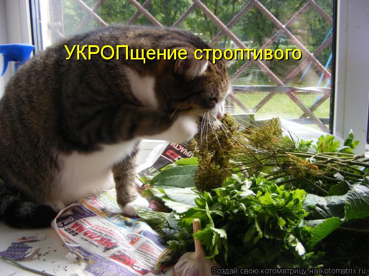 УКРОПщение строптивого... Котоматрица: УКРОПщение строптивого