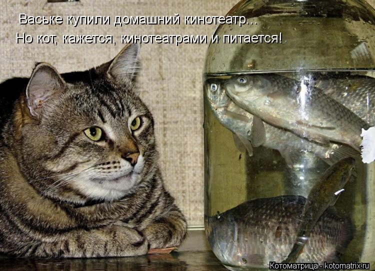 Ваське купили домашний кинотеатр... Но кот, кажется, кинотеатрами и питается!... Котоматрица: Ваське купили домашний кинотеатр... Но кот, кажется, кинотеатрами и питается!