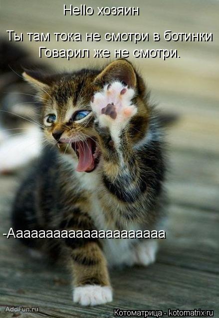 Hello хозяин Ты там тока не смотри в ботинки -Ааааааааааааааааааааа Говарил же не смотри.... Котоматрица: Hello хозяин Ты там тока не смотри в ботинки -Ааааааааааааааааааааа Говарил же не смотри.