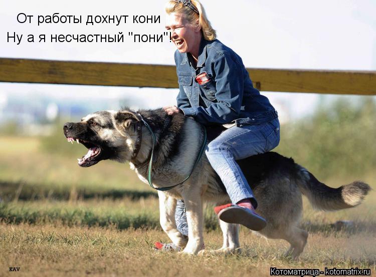 От работы дохнут кони Ну а я несчастный "пони"!... Котоматрица: От работы дохнут кони Ну а я несчастный "пони"!
