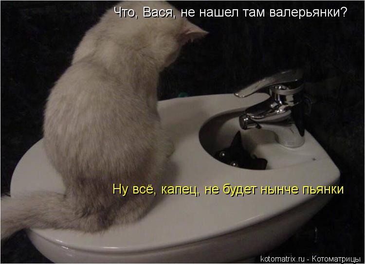 Что, Вася, не нашел там валерьянки? Ну всё, капец, не будет нынче пьянки... Котоматрица: Что, Вася, не нашел там валерьянки? Ну всё, капец, не будет нынче пьянки