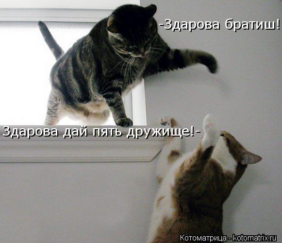 -Здарова братиш! Здарова дай пять дружище!-... Котоматрица: -Здарова братиш! Здарова дай пять дружище!-