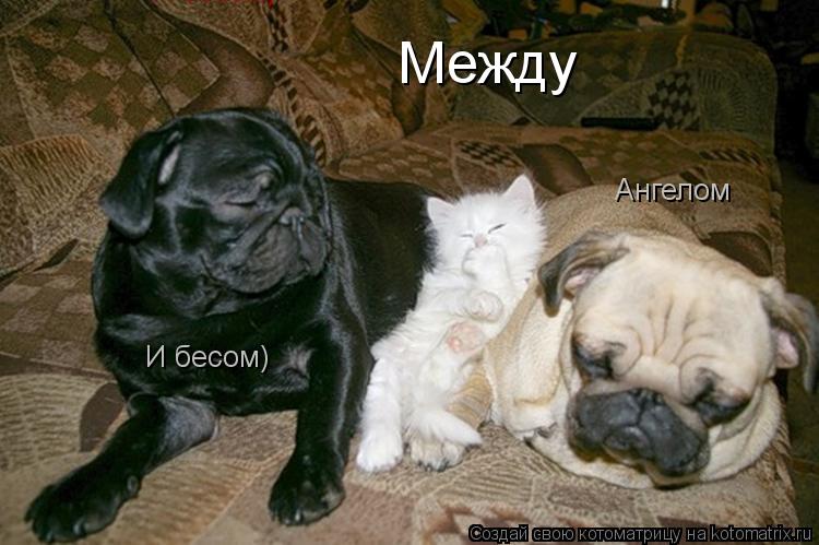 Между Ангелом И бесом) И бесом)... Котоматрица: Между Ангелом И бесом) И бесом)