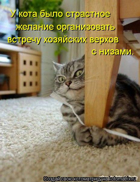 Котоматрица: У кота было страстное  желание организовать встречу хозяйских верхов  с низами.