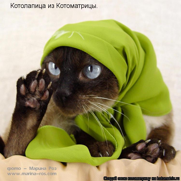 Котолапица из Котоматрицы.... Котоматрица: Котолапица из Котоматрицы.