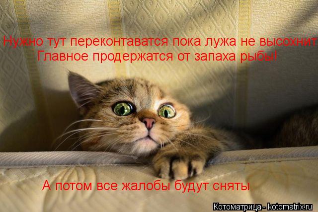 Нужно тут переконтаватся пока лужа не высохнит Главное продержатся от запаха рыбы! А потом все жалобы... Котоматрица: Нужно тут переконтаватся пока лужа не высохнит Главное продержатся от запаха рыбы! А потом все жалобы будут сняты