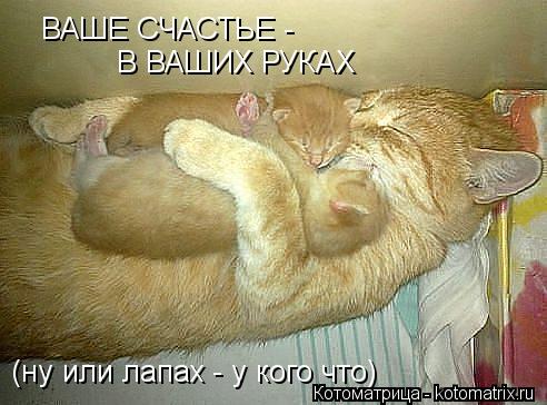 ВАШЕ СЧАСТЬЕ - В ВАШИХ РУКАХ (ну или лапах - у кого что)... Котоматрица: ВАШЕ СЧАСТЬЕ - В ВАШИХ РУКАХ (ну или лапах - у кого что)