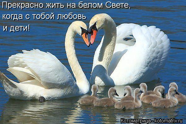Котоматрица: Прекрасно жить на белом Свете, когда с тобой любовь  и дети!