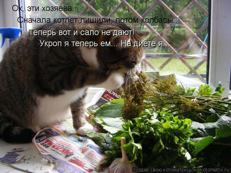 Ох, эти хозяева... Сначала котлет лишили, потом колбасы... Теперь вот и сало не дают! Укроп я теперь ... Котоматрица: Ох, эти хозяева... Сначала котлет лишили, потом колбасы... Теперь вот и сало не дают! Укроп я теперь ем... На диете я...