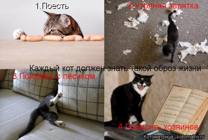 1.Поесть 2.Утряняя зарятка 3.Поиграть с пёсиком 4.Побисить хозяинов Каждый кот должен знать такой обр... Котоматрица: 1.Поесть 2.Утряняя зарятка 3.Поиграть с пёсиком 4.Побисить хозяинов Каждый кот должен знать такой оброз жизни