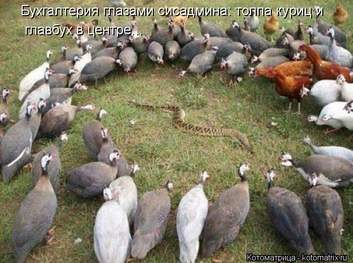 Бухгалтерия глазами сисадмина: толпа куриц и главбух в центре...... Котоматрица: Бухгалтерия глазами сисадмина: толпа куриц и главбух в центре...