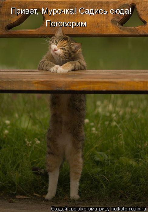 Привет, Мурочка! Садись сюда! Поговорим... Котоматрица: Привет, Мурочка! Садись сюда! Поговорим