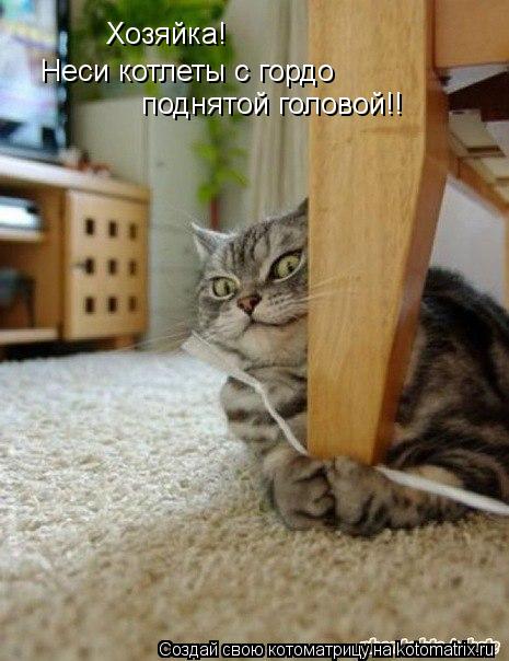 Котоматрица: Хозяйка!  Неси котлеты с гордо  поднятой головой!!