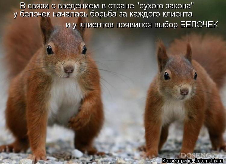 В связи с введением в стране "сухого закона" у белочек началась борьба за каждого клиента и у клиенто... Котоматрица: В связи с введением в стране "сухого закона" у белочек началась борьба за каждого клиента и у клиентов появился выбор БЕЛОЧЕК