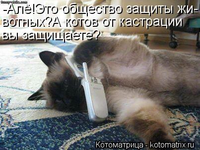 -Алё!Это общество защиты жи- вотных?А котов от кастрации вы защищаете?... Котоматрица: -Алё!Это общество защиты жи- вотных?А котов от кастрации вы защищаете?