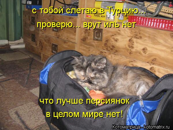 с тобой слетаю в Турцию... в целом мире нет! что лучше персиянок проверю... врут иль нет... Котоматрица: с тобой слетаю в Турцию... в целом мире нет! что лучше персиянок проверю... врут иль нет