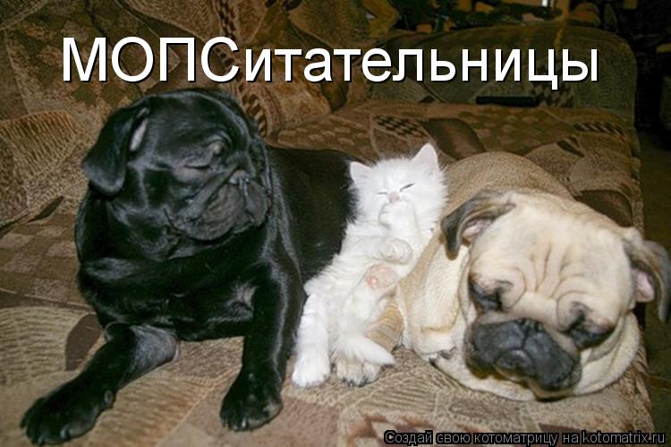 МОПСитательницы... Котоматрица: МОПСитательницы