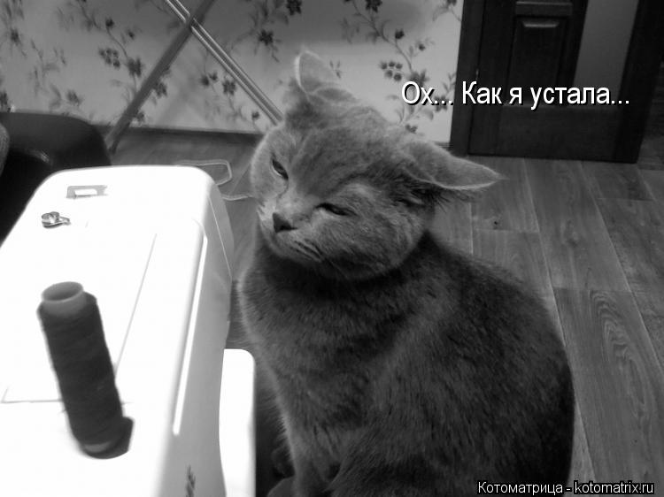 Ох... Как я устала...... Котоматрица: Ох... Как я устала...